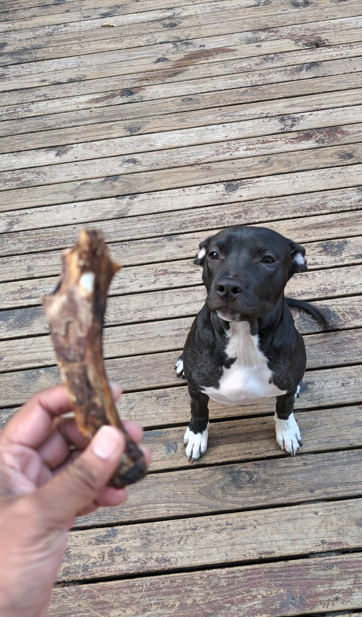 Dog sitting on a wooden deck with a dog treat held out in front of it