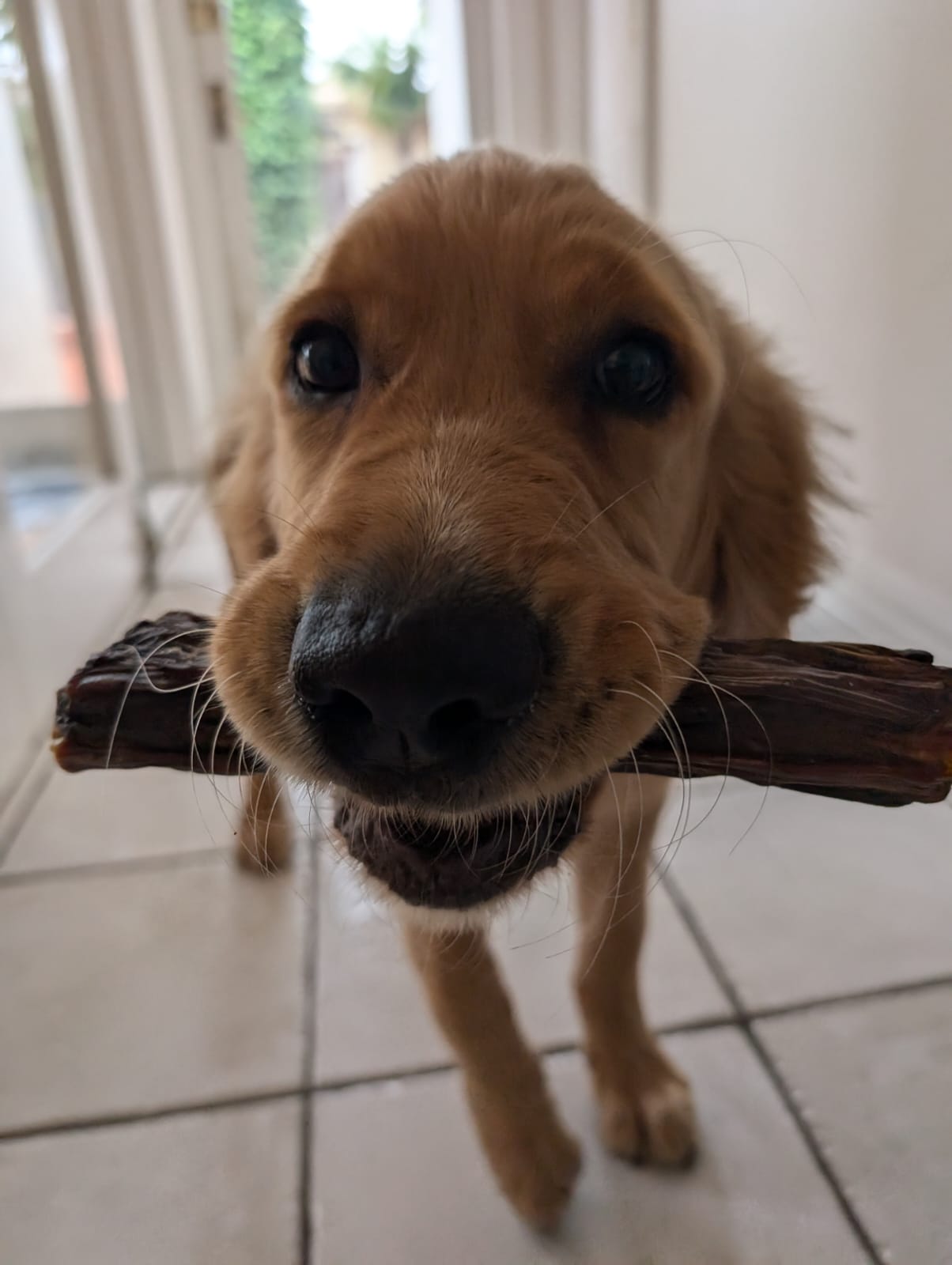 Healthy and natural dog treats. Ideal for dogs and puppies. Great pet snacks