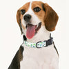 Dog wearing a collar with a dinosaur pattern on a white background