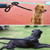 Two images showing a dog on a leash: one with a golden retriever on a red surface, and another with a black dog on grass.