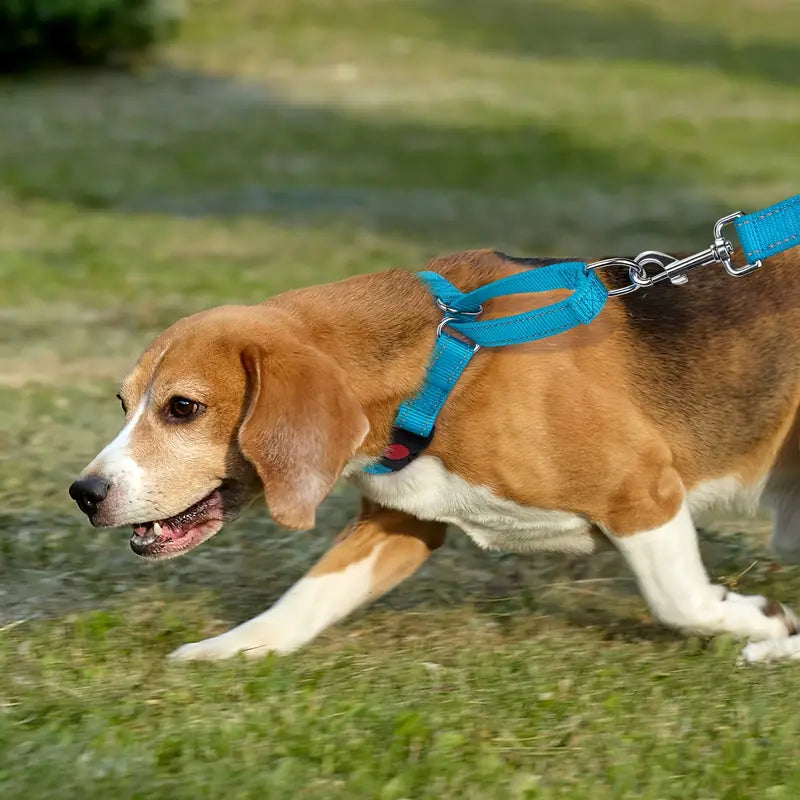 Martingale Dog Collar Blue on Beagle - Bark-with-Buster