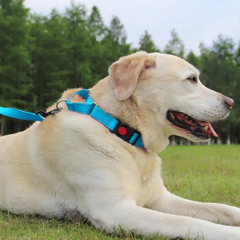 Labrador in a blue martingale dog collar