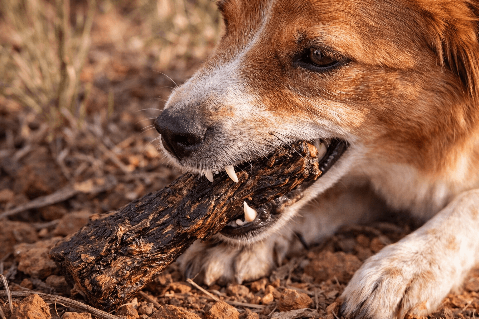 Bulk Dog Treat Packs (2kg) – Natural Australian Mixed Protein Bundle - Bark with Buster