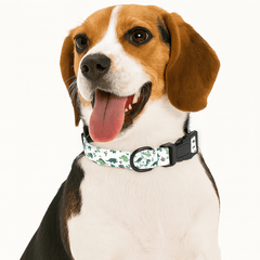 Dog collar set