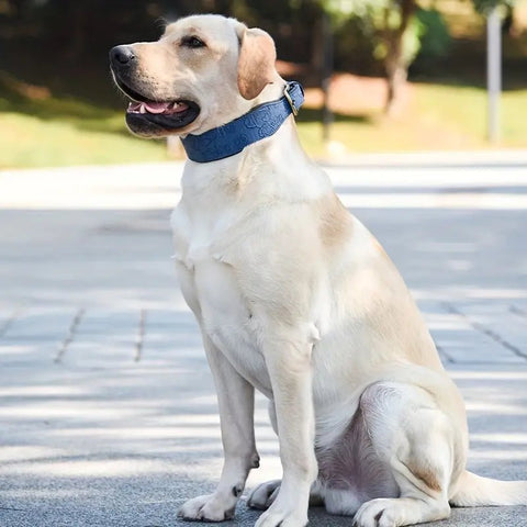 Labrador wearing premium embossed blue leather dog collar - lifestyle shot