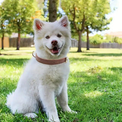 Dog Collar – Soft & Durable Leather for Comfort & Strength - Bark with Buster