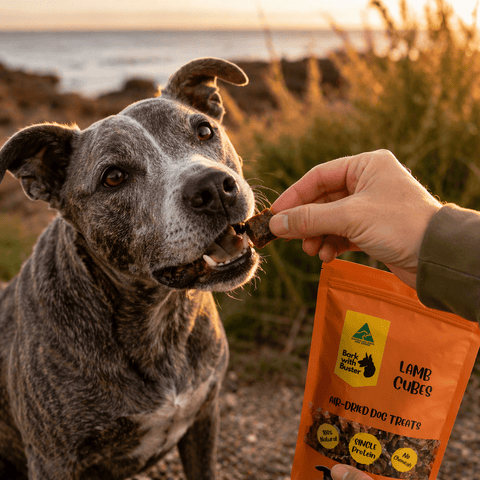 Dog enjoying Bark with Buster Lamb Cube Dog Treats during positive reward based training session