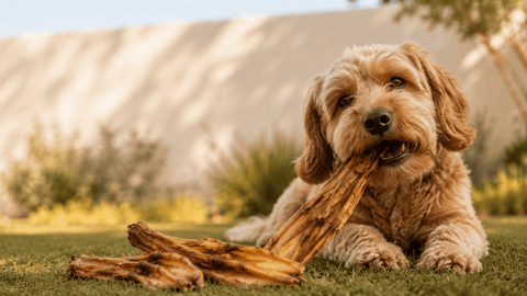 Duck Feet Dog Treats - Bark with Buster
