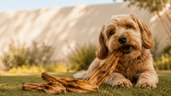 Duck Feet Dog Treats - Bark with Buster