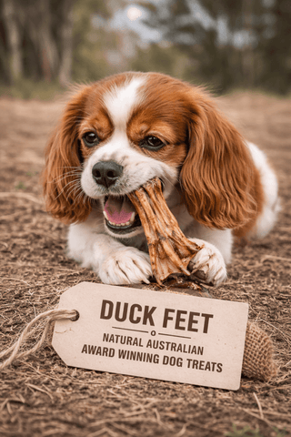 Duck Feet Dog Treats Australia – Natural Crunchy Dog Chews - Bark with Buster