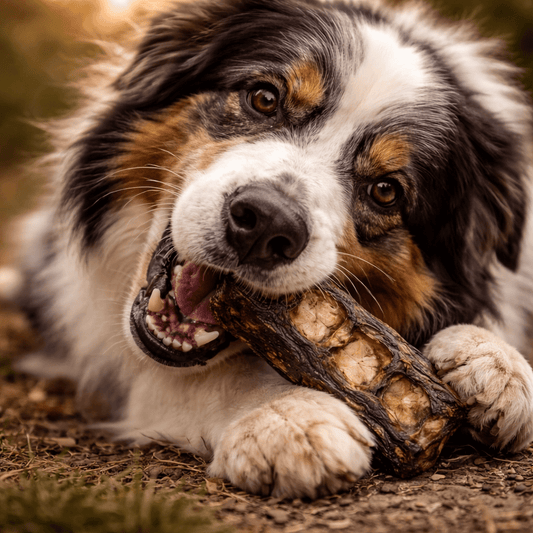 Emu Lumbar Split Dog Chews – Natural Australian Long - Lasting Treats - Bark with Buster