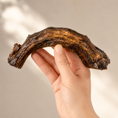 Hand holding an Australian emu neck dog chew to show natural size shape and texture