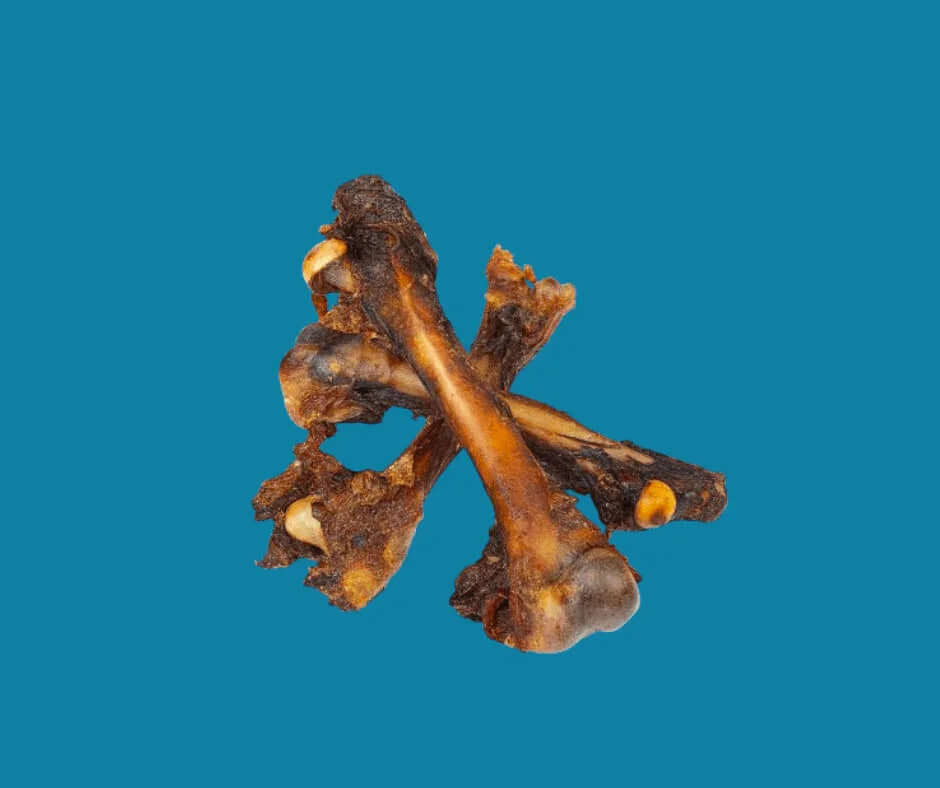 Kangaroo Femur Dog Bones on Blue Background
