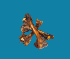 Kangaroo Femur Dog Bones on Blue Background