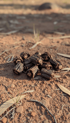 Kangaroo Tail Pieces for Dogs – Natural Kangaroo Dog Treats - Bark with Buster