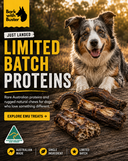 Australian Shepherd with limited batch emu dog treats in an Australian bush setting from Bark with Buster