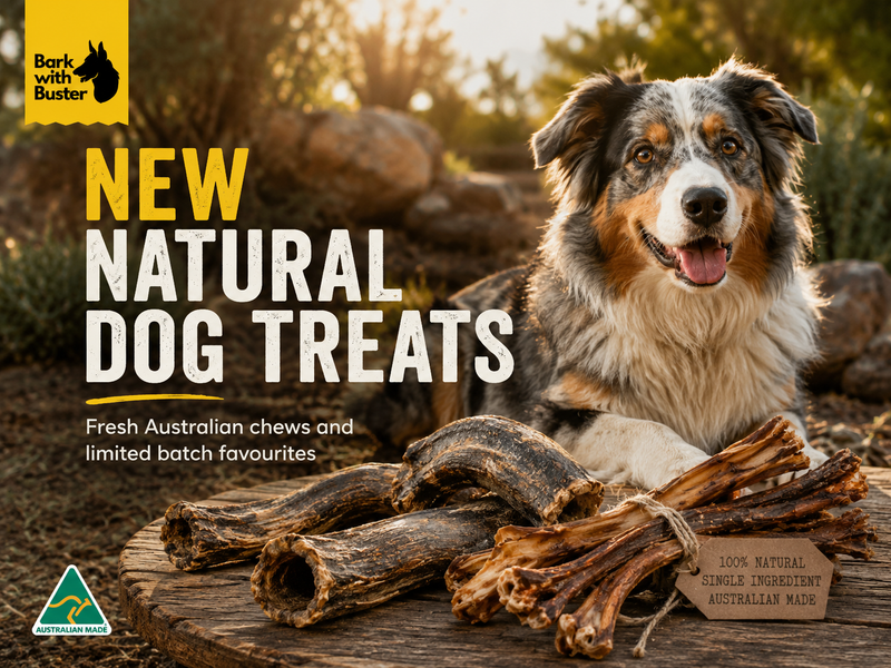 Australian Shepherd with natural Australian emu and kangaroo dog chews from Bark with Buster