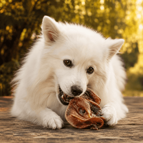 Pig Snouts Dog Treats - Bark with Buster