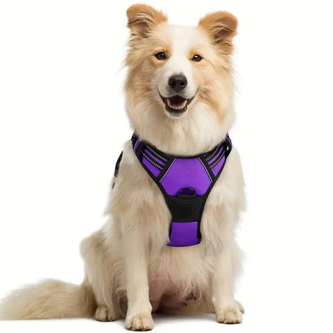 Reflective dog harness no pull on a happy dog, designed for comfort and control during walks.